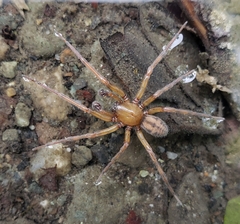 Callobius pictus