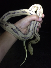 Bogertophis subocularis