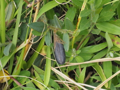 Crotalaria calycina