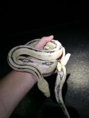 Bogertophis subocularis