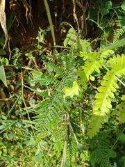 Pityrogramma austroamericana