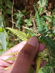 Pityrogramma austroamericana