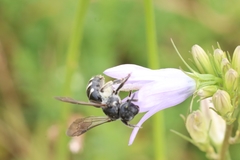 Lasioglossum costulatum