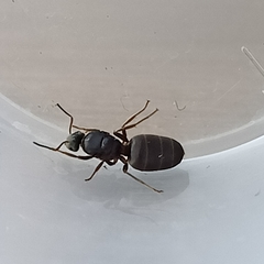 Lasius