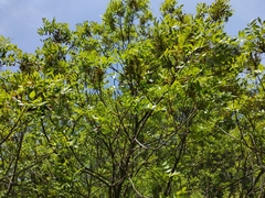 Pistacia × saportae