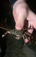 Pachygrapsus marmoratus