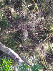 Testudo hermanni hermanni