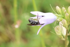 Lasioglossum costulatum