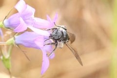 Lasioglossum costulatum