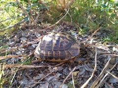 Testudo hermanni hermanni
