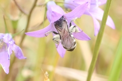 Lasioglossum costulatum