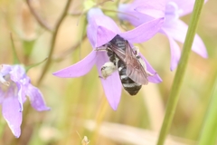 Lasioglossum costulatum