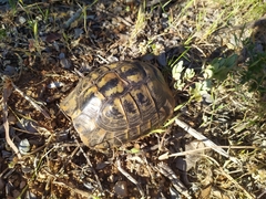 Testudo hermanni hermanni
