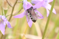Lasioglossum costulatum