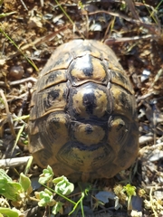 Testudo hermanni hermanni