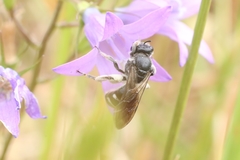 Lasioglossum costulatum