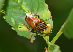 Eristalinus