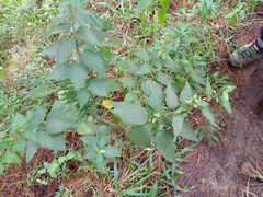 Triumfetta semitriloba