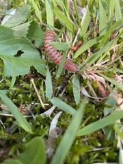 Parafontaria laminata