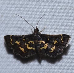 Eurrhyparodes lygdamis