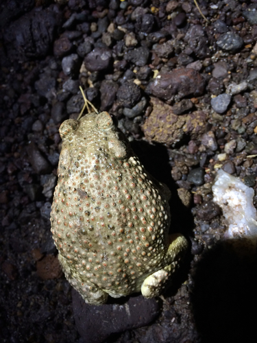 Texas Toad
