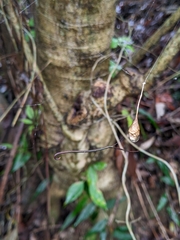 Ariamnes cylindrogaster