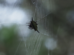 Gasteracantha transversa