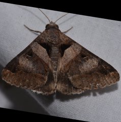 Melipotis florida