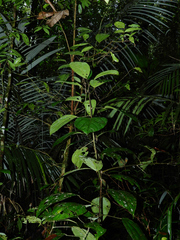 Abuta bullata