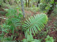 Blechnum orientale