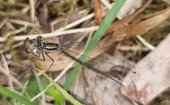 Coenagrion hastulatum