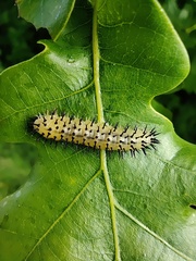 Periclista lineolata