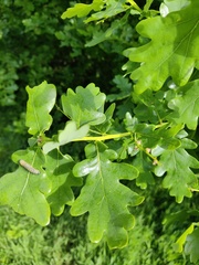 Periclista lineolata