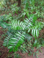 Pterophylla fraxinea