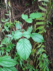 Rubus wallichianus