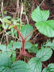 Rubus wallichianus