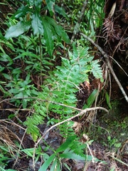 Asplenium aethiopicum
