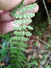 Asplenium aethiopicum