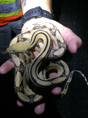 Bogertophis subocularis