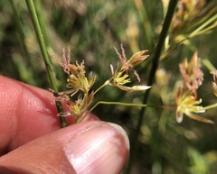 Juncus mexicanus
