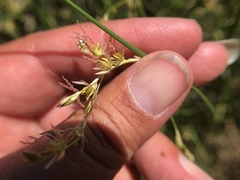 Juncus mexicanus