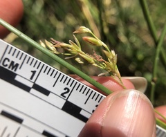 Juncus mexicanus