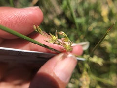 Juncus mexicanus