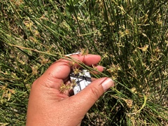 Juncus mexicanus