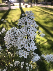 Spiraea × vanhouttei