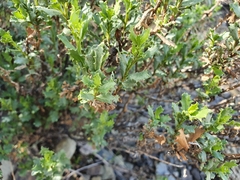 Dimorphotheca cuneata