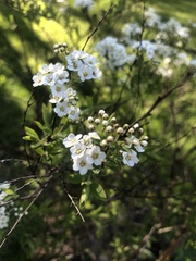 Spiraea × vanhouttei