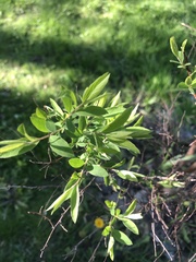 Spiraea × vanhouttei
