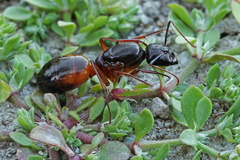 Camponotus sanctus