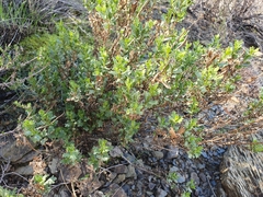 Dimorphotheca cuneata